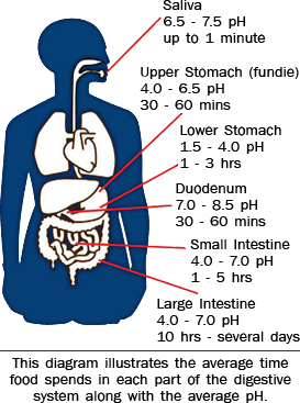 Body Ph Chart